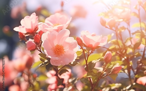 Blossoming camellia flowers in the rays of the setting sun.