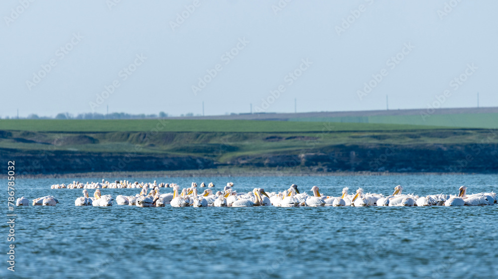 A lively colony of pelicans graces the tranquil lake, their white feathers contrasting with the bright blue waters. With graceful movements, they glide across the surface, expertly fishing.