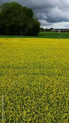 Blooming rapeseed field on a cloudy day in spring time. Aerial Footage in 4k. Thurgau Switzerland. High quality 4k footage photo