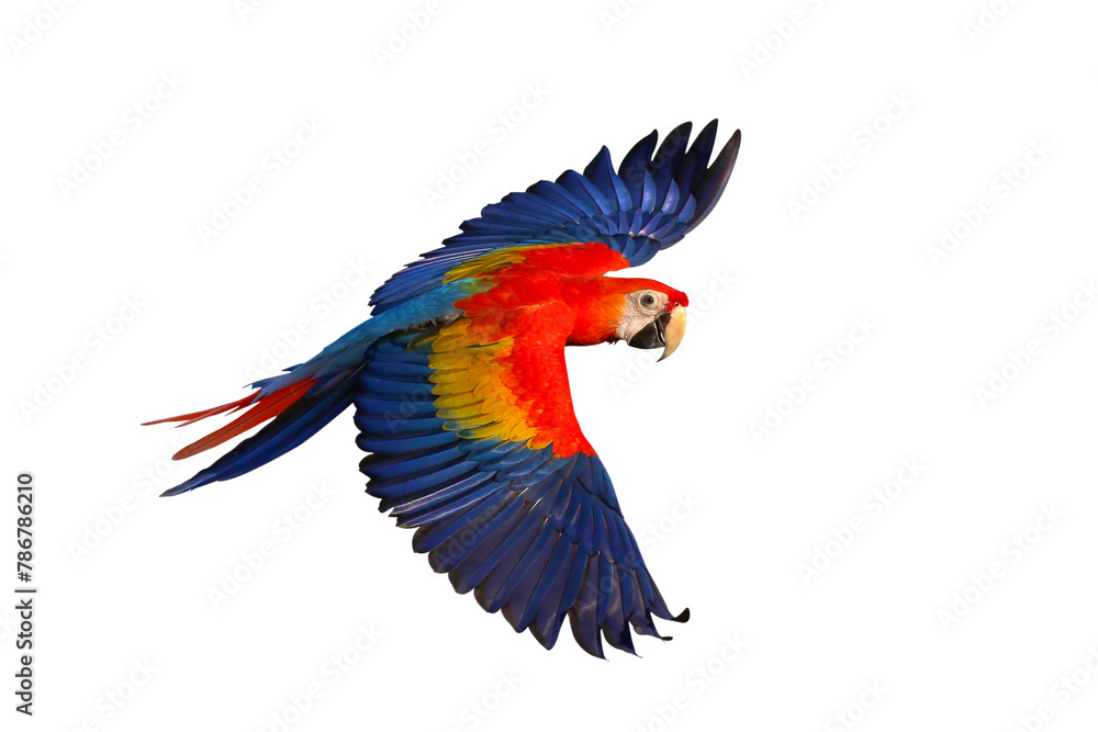 Obraz premium Colorful flying Scarlet Macaw parrot isolated on transparent background png file