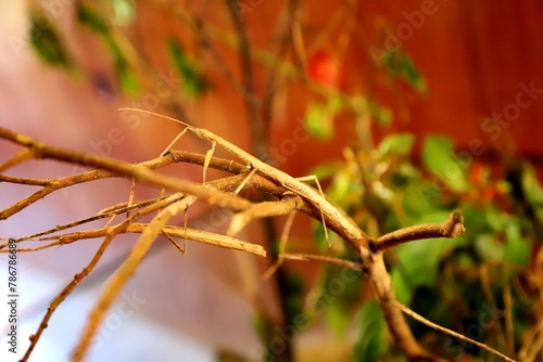 Two stick insects resting on a branch from Palawan, Philippines. 
Scientific name: Phasmatodea
Class: Insecta
Domain: Eukaryota
Infraclass: Neoptera
Kingdom: Animalia