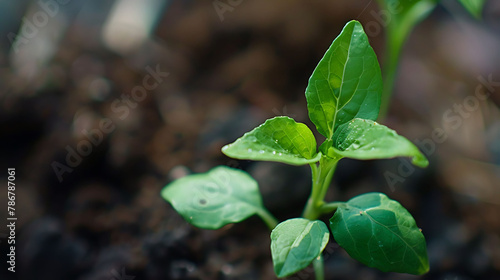 Young plants with bright green leaves have just sprouted