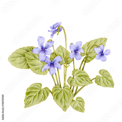 watercolor drawing spring flowers, violets, floral composition at white background , hand drawn botanical illustration