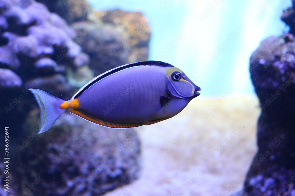 Fototapeta premium tropical fish