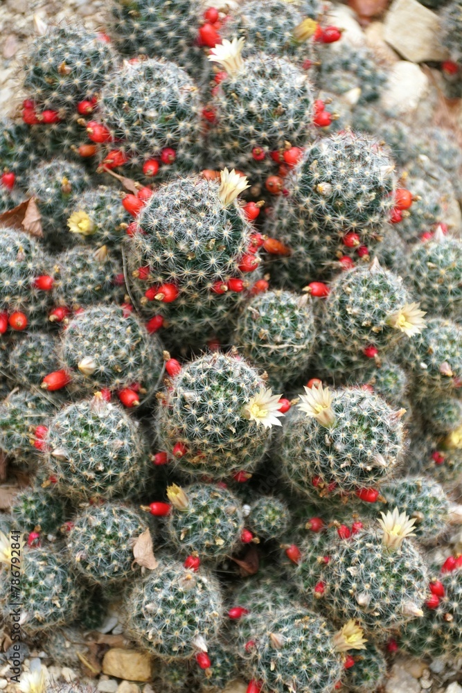 Closeup of the Mammillaria prolifera with red flowers, also known as Texas Nipple Cactus Closeup of the Mammillaria prolifera with red flowers, also known as Texas Nipple Cactus