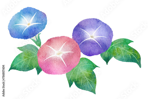 朝顔（あさがお）の水彩画イラスト