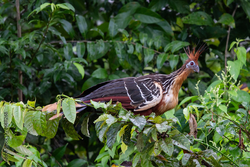Hoatzin in Ecuadorian tropical rainforest