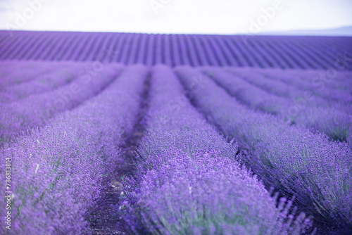 Blooming lavender in a field in Provence. Fantastic summer mood, floral sunset landscape of meadow lavender flowers. Peaceful bright and relaxing nature scenery.