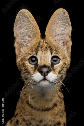 Closeup Portrait of Serval Cat gazing, isolated on Black Background in studio, front view