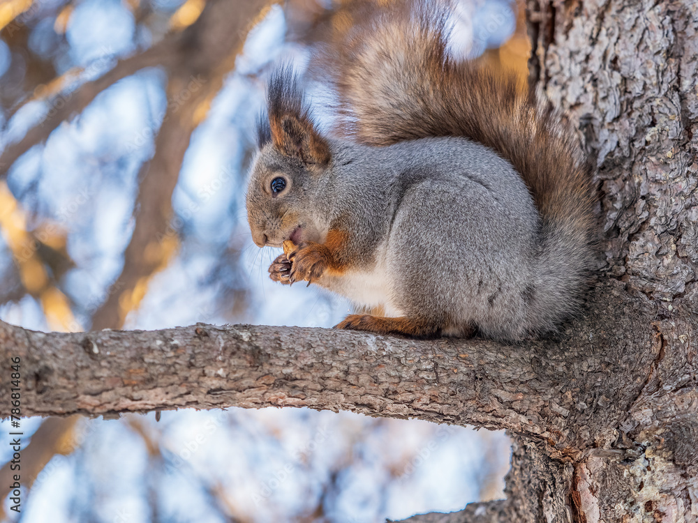 The squirrel with nut sits on tree in the winter or late autumn The squirrel with nut sits on tree in the winter or late autumn