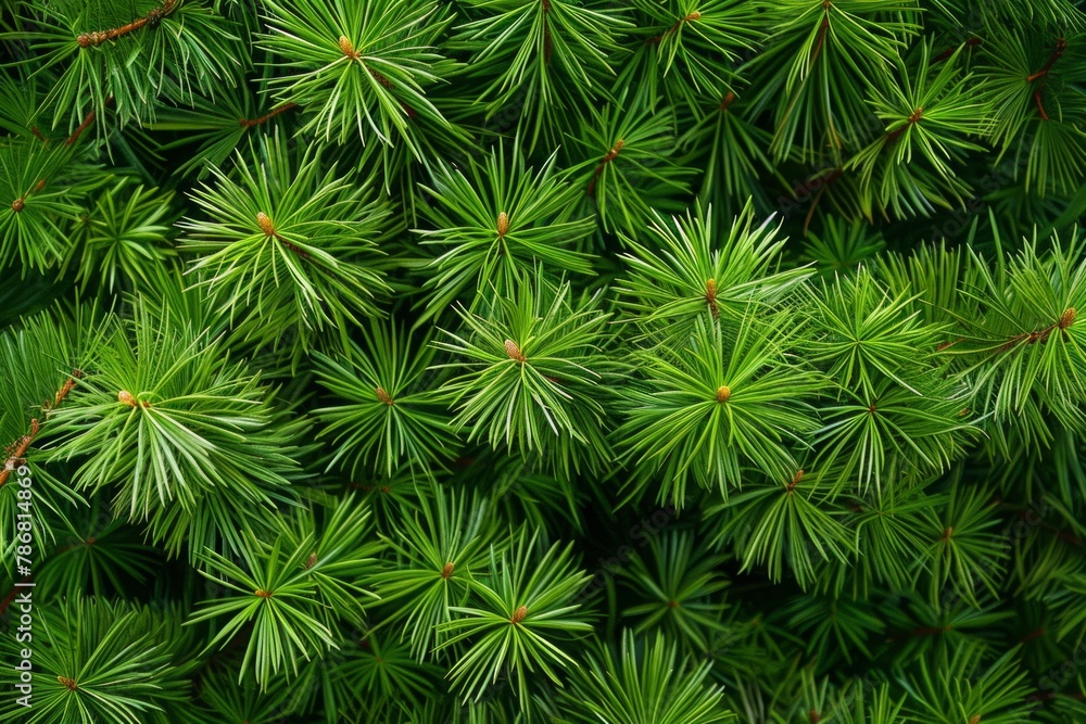 Close-up view of lush green pine needles, showing slight browning at the tips. Realistic and nuanced depiction of forest flora