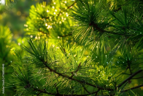 Macro shot of green pine needles  some with delicate brown ends. Detailed and lifelike portrayal of evergreen foliage