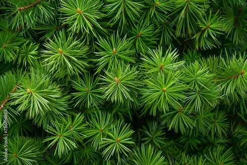 Close-up view of lush green pine needles, showing slight browning at the tips. Realistic and nuanced depiction of forest flora photo