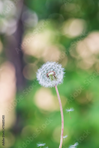 Dandelion seeds scatter in the wind. Taraxacum platycarpum