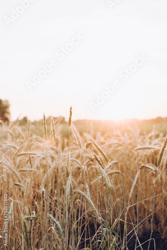 Ripe golden wheat spikelets on the field in warm autumn day. Autumn landscape. Agriculture industry.