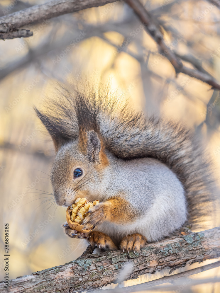 Fototapeta premium The squirrel with nut sits on tree in the winter or late autumn