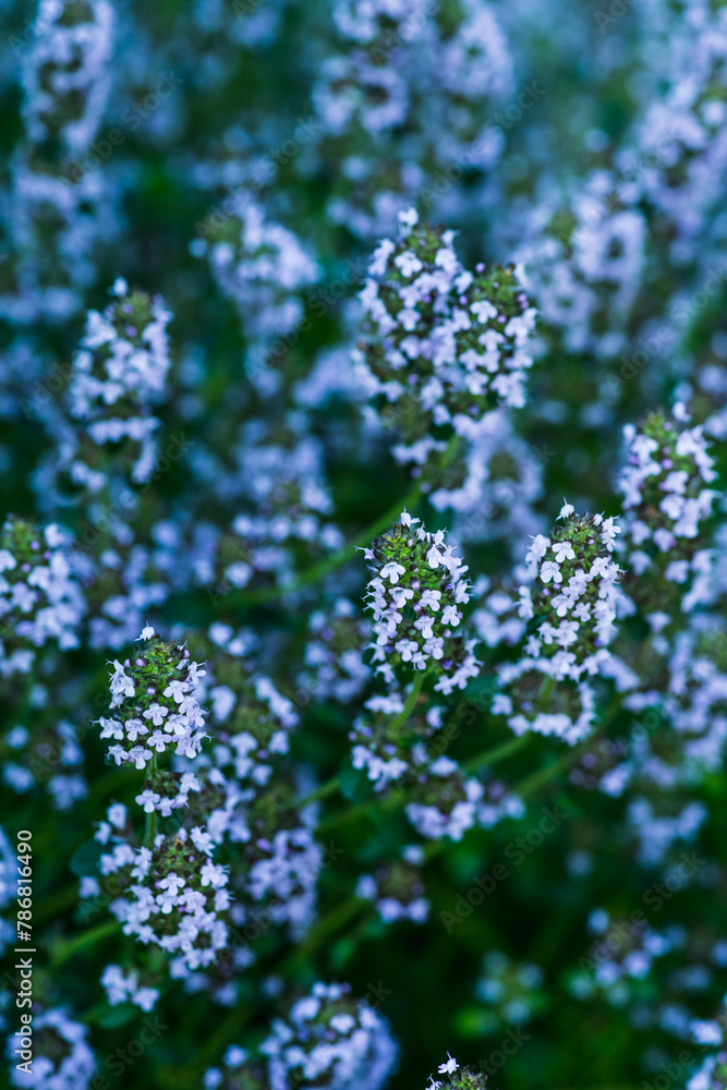 Blooming thyme plant with small blue flowers in the garden. Selective focus. Shallow depth of field. Blooming thyme plant with small blue flowers in the garden. Selective focus. Shallow depth of field.