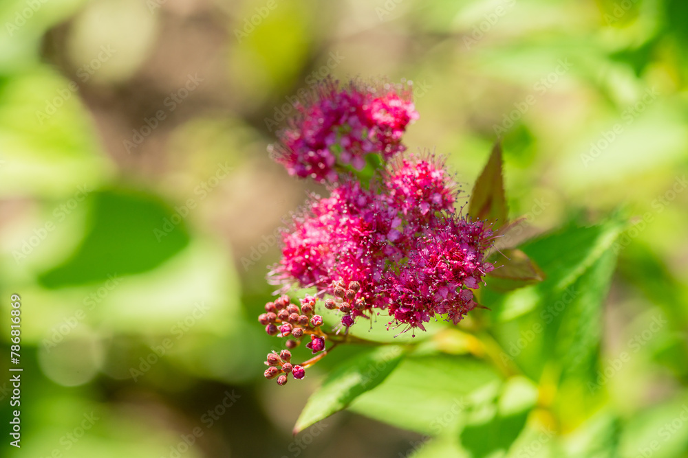 Beautifully blooming pink spirea flowers blooming in the garden. Spiraea japonica. Selective focus. Beautifully blooming pink spirea flowers blooming in the garden. Spiraea japonica. Selective focus.