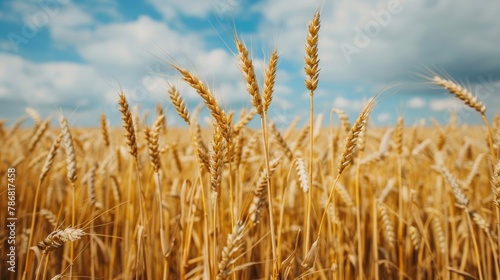 Wallpaper Mural Photography of a vast wheat farm field for organic harvest in the autumn season with a sky background Torontodigital.ca
