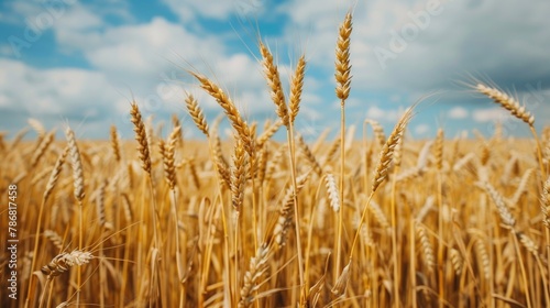 Photography of a vast wheat farm field for organic harvest in the autumn season with a sky background