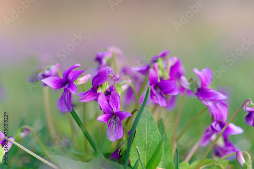 Manchurian Violet in the early spring.. field of wild flowers	
