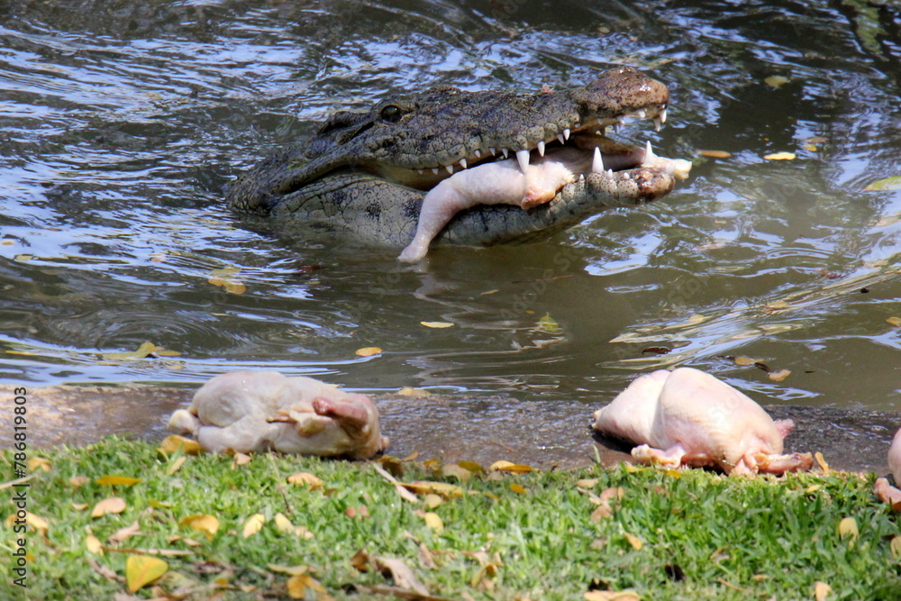 A crocodile lives in a nursery in northern Israel. A crocodile lives in a nursery in northern Israel.
