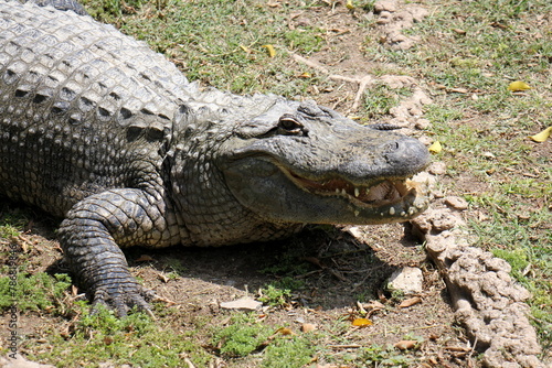 A crocodile lives in a nursery in northern Israel.