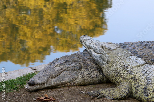 A crocodile lives in a nursery in northern Israel.