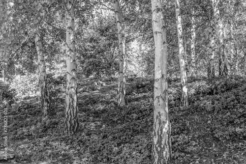 Trees in black and white at Mayfield Garden