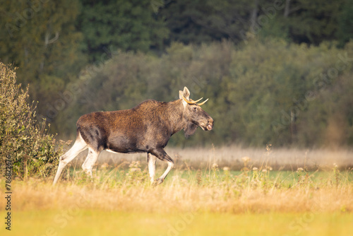 The moose (elk), Alces alces, Biebrzanski National Park, Poland.