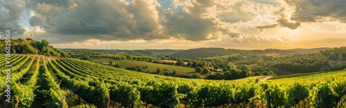 A scenic view of a vineyard nestled among rolling hills  with neat rows of grapevines stretching into the distance under a clear sky.