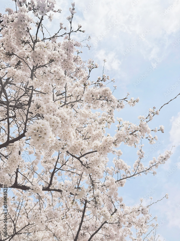 cherry blossom cherry blossom