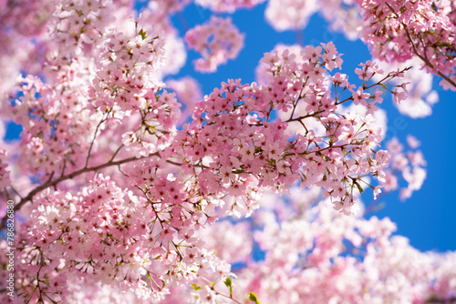 Spring background. White cherry blossoms against a blue sky. Easter background. White blossom tree. Spring blooming sakura cherry flowers branch. © Volodymyr