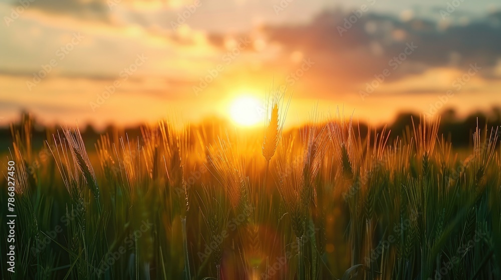 Fototapeta premium Sunset over a Field of Green Wheat in Late Spring and Early Summer