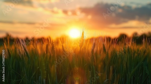 Sunset over a Field of Green Wheat in Late Spring and Early Summer