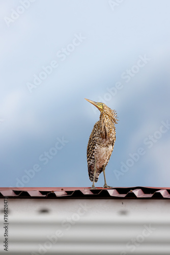 TIGER HERON