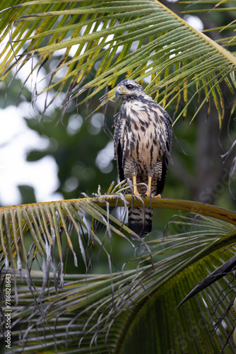 COMMON BLACK HAWK