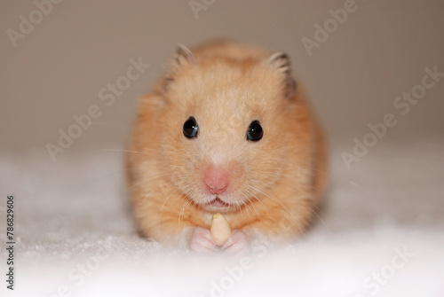 Cute golden hamster holding snacks