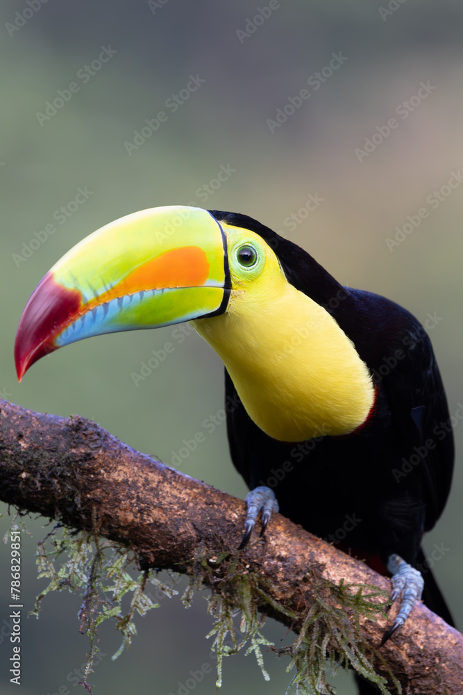 Obraz premium KEEL-BILLED TOUCAN