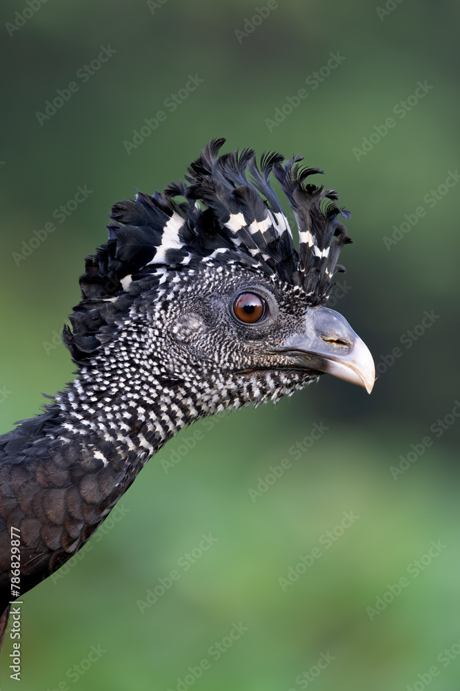 Fototapeta premium GREAT CURASSOW 