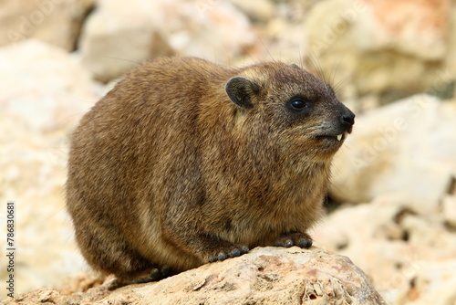 The hyrax lies on hot stones heated by the sun.
