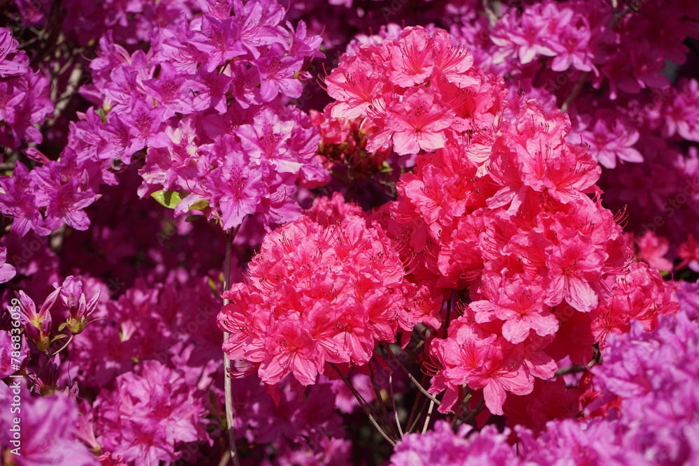 Fototapeta premium azaleas