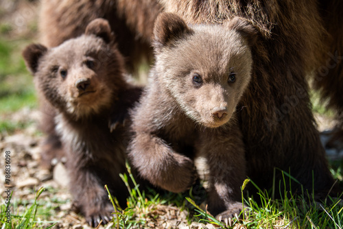 Two young brown bear cub in the forest. Portrait of brown bear, animal in the nature habitat