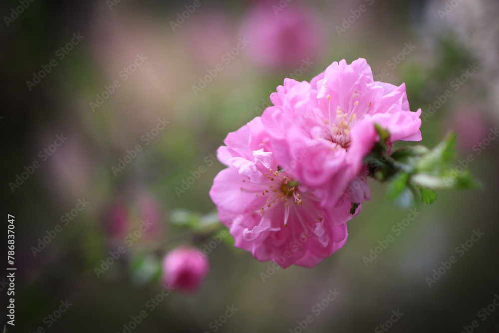 Isolated Pink Flowers of a blooming Prunus Triloba Flowering Plum Almond on a Blurry Background Isolated Pink Flowers of a blooming Prunus Triloba Flowering Plum Almond on a Blurry Background