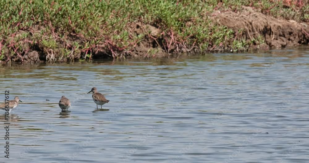 Two individuals foraging and one arrives from the left, Common Redshank or Redshank Tringa totanus, Thailand Two individuals foraging and one arrives from the left, Common Redshank or Redshank Tringa totanus, Thailand