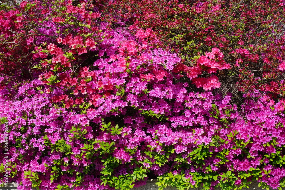 azaleas azaleas