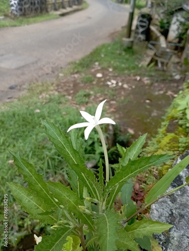 bunga puutih kecil yang cantik dipinggir jalan photo