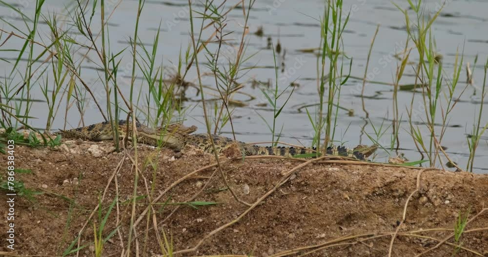 Some young Croc rest at the side of the lake while the one in the middle suddenly moves, Siamese crocodile Crocodylus siamensis, Thailand Some young Croc rest at the side of the lake while the one in the middle suddenly moves, Siamese crocodile Crocodylus siamensis, Thailand