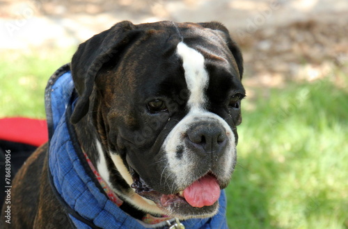 A dog on a walk in a city park.