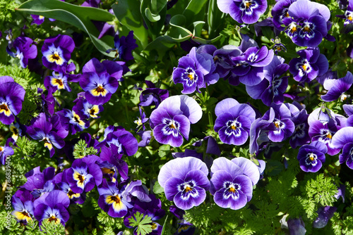 春の日差しを浴びる紫のビオラ